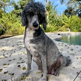 Tilly - Sheepadoodle