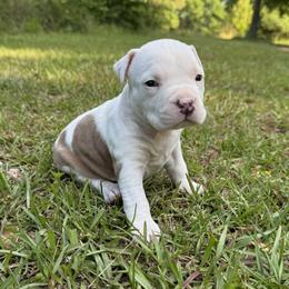 Carolina - Blue fawn female American Staffordshire Terrier puppy in Marietta, Georgia from Ambition Amstaffs