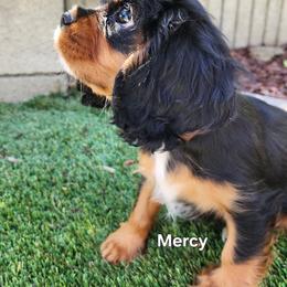 Cavalier King Charles Spaniel Puppies from Above All Else Love