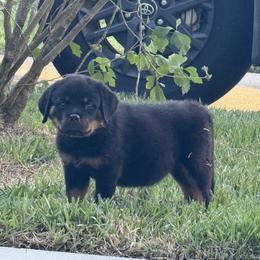 Rottweiler Puppies from Vom Haus Fantasy Rottweiler Kennel