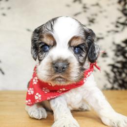 Boone - Blue roan and tan male Cocker Spaniel puppy in Rattan, Oklahoma from Double M Cocker Spaniels