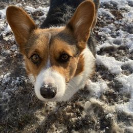Sweet pea  - Pembroke Welsh Corgi