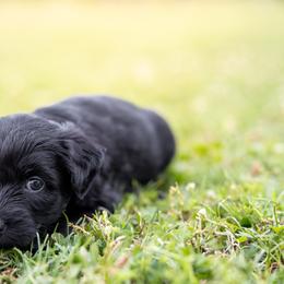 Moon - Black female Miniature Australian Shepherd puppy in Yantis, Texas from Marie Mini Aussies