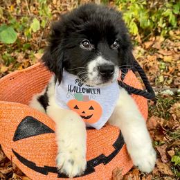Assorted Doodle Crosses, Newfoundland, and Sheepadoodle Puppies from Sweet Creek Pups