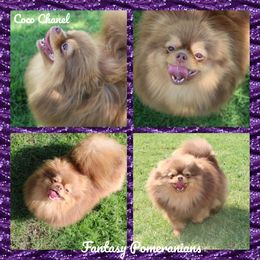 Coco #2 - Pomeranian