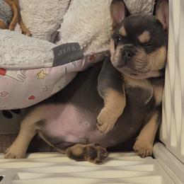 Leo - Tricolors male French Bulldog puppy in Windsor, Colorado from NOCO French Bulldogs
