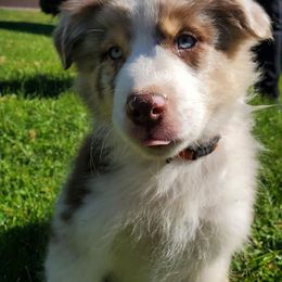 Australian Shepherd Puppies from Red Cloud Australian Shepherds