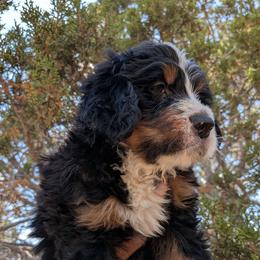 Ron Weasley - Tri-color male Bernedoodle puppy in Indianola, Utah from Little Bear Bernedoodles