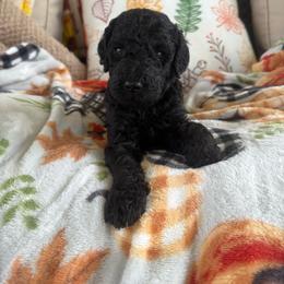 Marcel - Black male Goldendoodle puppy in Petersburg, West Virginia from Wv Diva Doodles