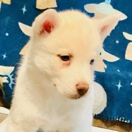 Siberian Huskies from Siriusly Husky Family Companions
