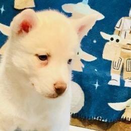 Siberian Huskies from Siriusly Husky Family Companions