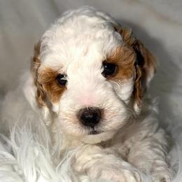 Cogsworth - Parti male Goldendoodle puppy in Beecher, Illinois from Erica’s Doodles