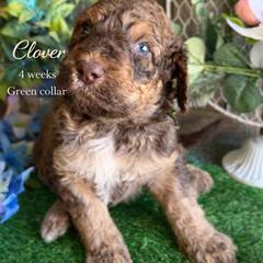 Clover Green Collar - Brown and white male Saint Berdoodle puppy in Paw Paw, Michigan from ProAct Canines