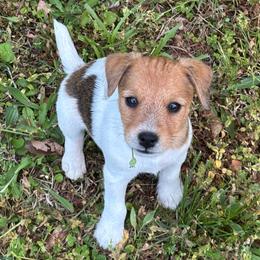 Rango - Tan and white male Jack Russell Terrier puppy in New Kent, Virginia from Jigsaw Terriers