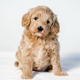 Stephanie - Cream female Goldendoodle puppy in Slc, Utah from Timp Doodles