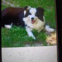 Smidge - Black female Border Collie puppy in Gloucester, Virginia from Peachy Keen Border Collies