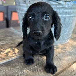 Daisy boy - Black male Dachshund puppy in Payette, Idaho from NT Mini Doxies