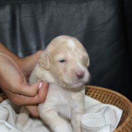 Willie - Apricot male Aussiedoodle puppy in Florence, Alabama from Cypress Forrest Doodles