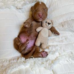 Blue collar boy - Red  male Goldendoodle puppy in Newcastle, Oklahoma from Ritzy Creek Doodles