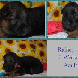 German Shepherd Puppies from Von Falkenberg German Shepherds, LLC