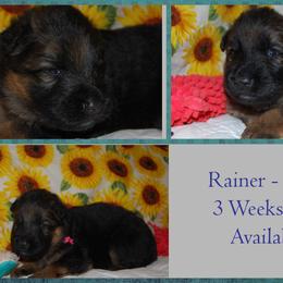 German Shepherd Puppies from Von Falkenberg German Shepherds, LLC