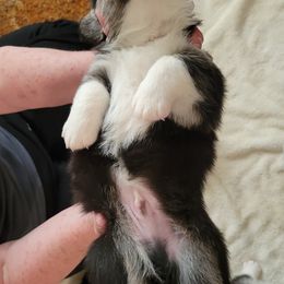 Pembroke Welsh Corgi Puppies from Shasta Valley Pembrokes