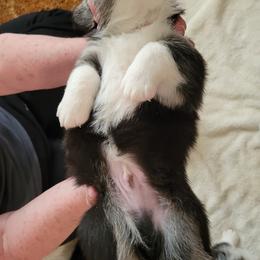 Pembroke Welsh Corgi Puppies from Shasta Valley Pembrokes