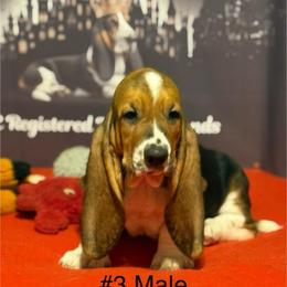 Yellow Collar - Black brown and white male Basset Hound puppy in Stilwell, Oklahoma from Kingdom of Longears