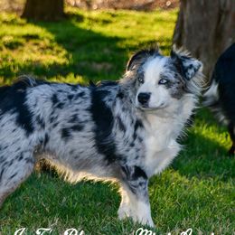 Poppy - Miniature Australian Shepherd