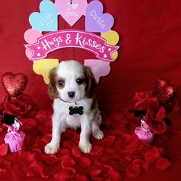 Jamison - Blenheim male Cavalier King Charles Spaniel puppy in Pennsylvania from Julie's Cavalier King Charles Spaniels