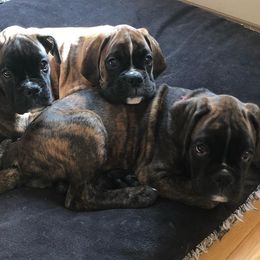 Boxers from Rutherford Boxers