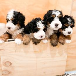 Bernedoodle, Goldendoodle, and Poodle Puppies from Teddy Doodles & Standard Poodles