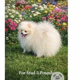 Pomeranians from Moore Poms