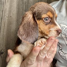Dove - Beagle puppy from Mountain Top