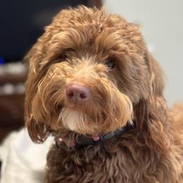 Nala - Goldendoodle