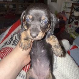 Dachshund Puppies from G&B Dachshunds