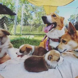 Pembroke Welsh Corgi Puppies from Milton Corgis