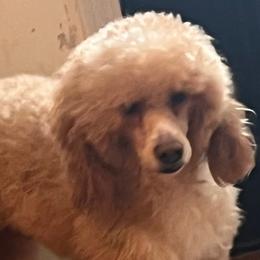 Lexi - Goldendoodle