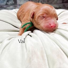 Valentin - Apricot male Goldendoodle puppy in Pasco, Washington from Camp Doodle Woods