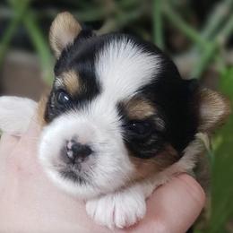 Biewer Terriers from Yorkievillle