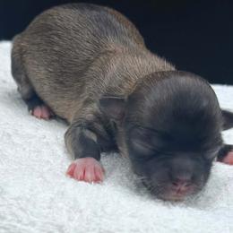 Fawn Female - Fawn female Chihuahua puppy in Lee Center, New York from Alfheim-Andromeda Chihuahua's (A &A's)