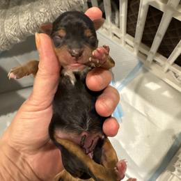 Pipper - Black & tan tri-color female Morkie puppy in Decatur, Texas from Melanie's Morkies