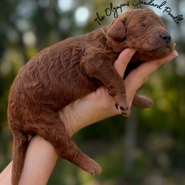 Bill Weasley - Red  male Poodle puppy in Spring Hills, Florida from The Olympus Standard Poodle