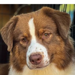 Zara - Australian Shepherd