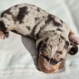 Dachshund Puppies from The Dachshund Den