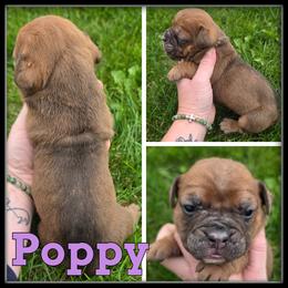 Poppy - Brown brindle female Olde English Bulldogge puppy in Merrill, Michigan from Haase Family Kennels