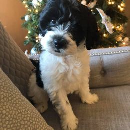 Australian Labradoodle Puppies from Love My Labradoodles