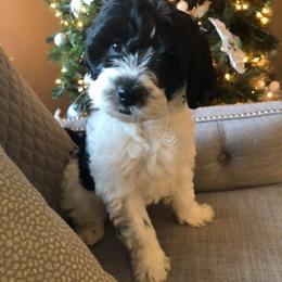 Australian Labradoodle Puppies from Love My Labradoodles