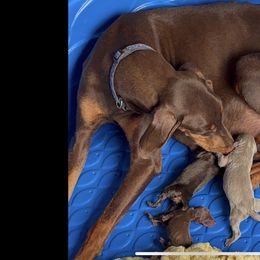 Ember - Doberman Pinscher