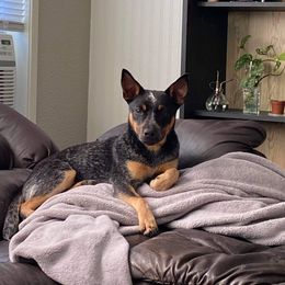 Australian Cattle Dog All Grown Up from Flying J Homestead Cattle Dogs